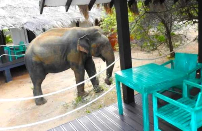 Elefant la hotel in Sri Lanka 