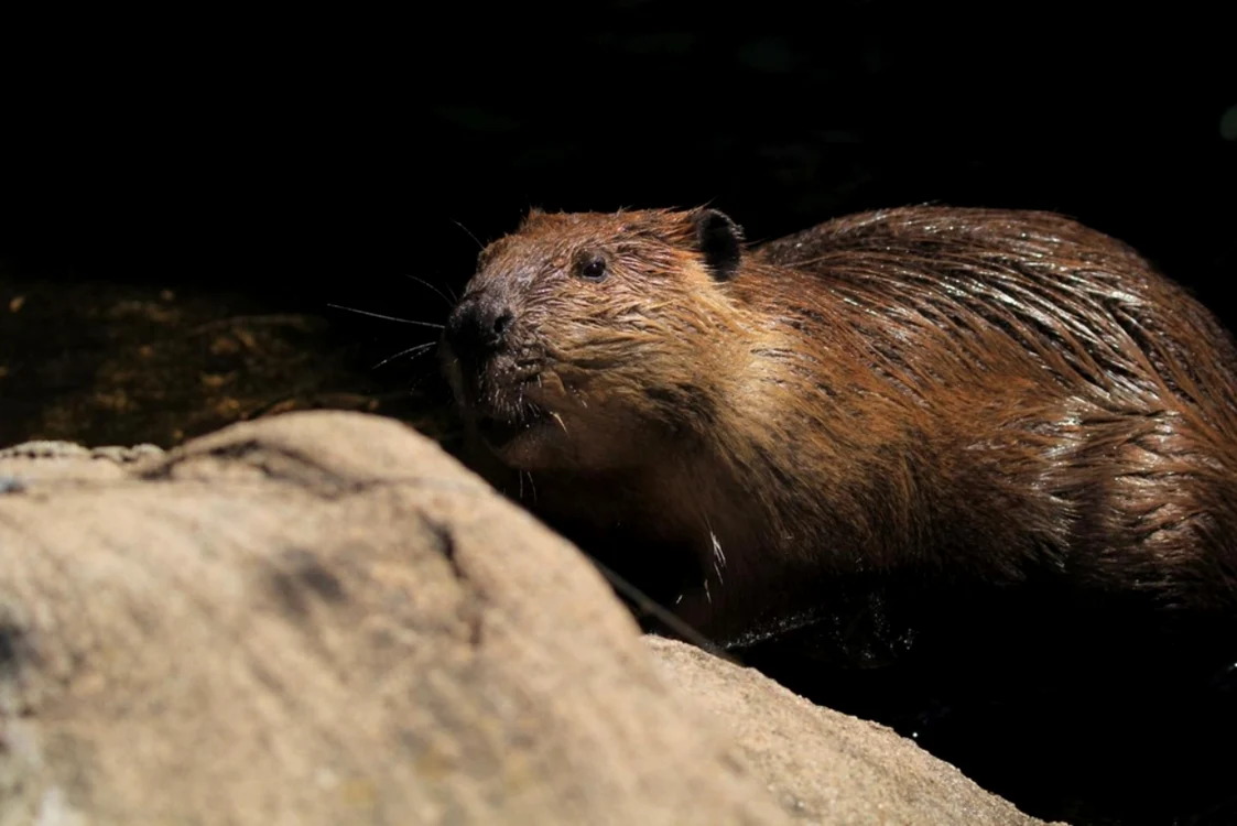 Castor / Foto: Shutterstock
