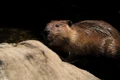 castor, foto shutterstock jpg