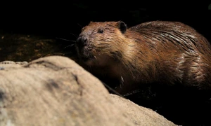 castor, foto shutterstock jpg