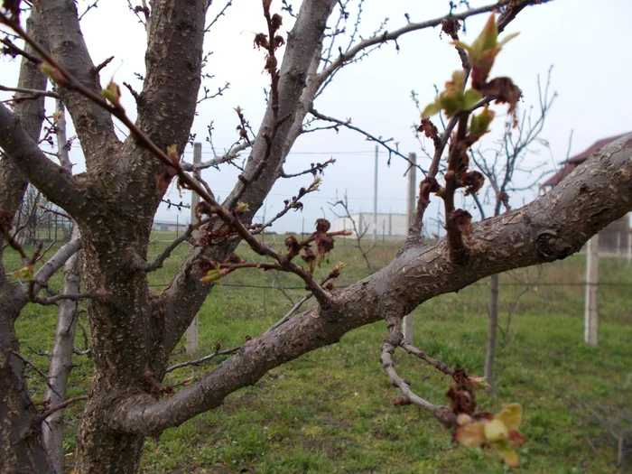 În foarte scurtă vreme lucrările de tăiere nu mai pot fi executate, pomii pornind în vegetaţie FOTO: arhiva Adevărul