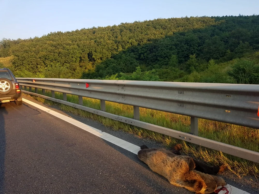 al doilea urs lovit de o masina pe autostrada A1 20 aug