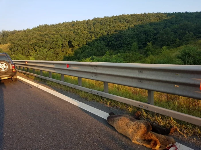 al doilea urs lovit de o masina pe autostrada A1 20 aug