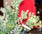 Regina Sofia a Spaniei  în Mallorca. FOTO: Getty Images