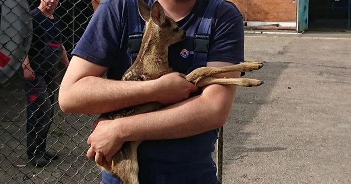 bambi