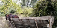 hoţi de lemne - foto arhiva poliţia locala slatina