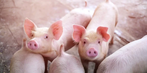 Porci FOTO Shutterstock 