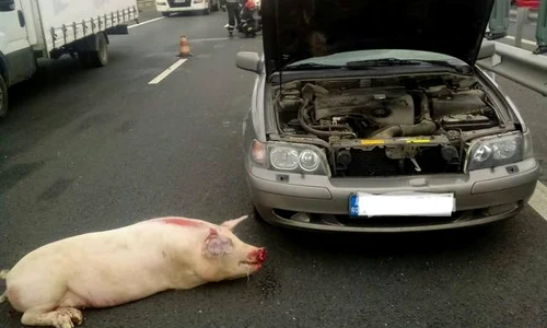 accident porc 0 jpeg