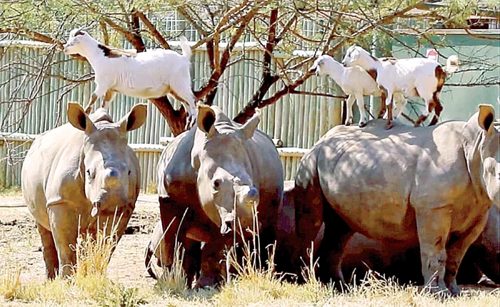 
    Stai aşa, nu te mişca, doar o frunză  să mai muşc!   