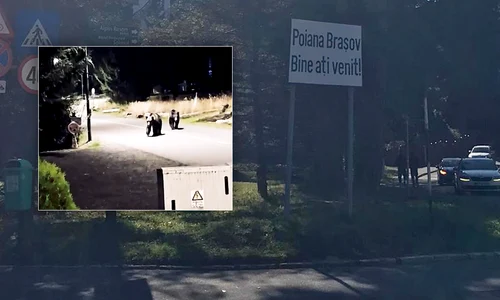 Banner Urși în poiană