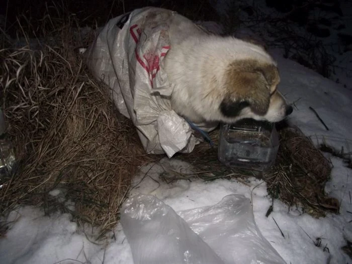 Câinele a fost găsit legat într-un sac de rafie - foto: Asociaţia Puffi