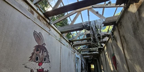 Brădățel, Retezat  Foto Daniel Guță  ADEVĂRUL (21) jpg