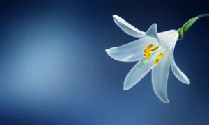 1 70061 original jpg jpeg