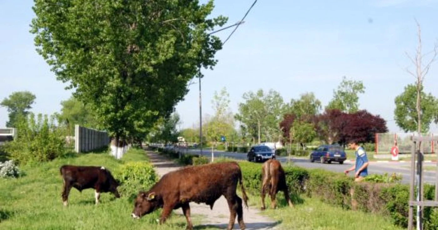 Recensământul din 2002 a numărat peste 1,3 milioane de bovine în Olt (foto: arhivă)