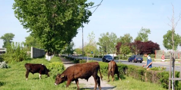 Recensământul din 2002 a numărat peste 1,3 milioane de bovine în Olt (foto: arhivă)