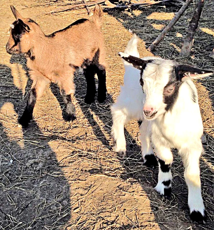 Căprițele sunt tare jucăușe și prietenoase