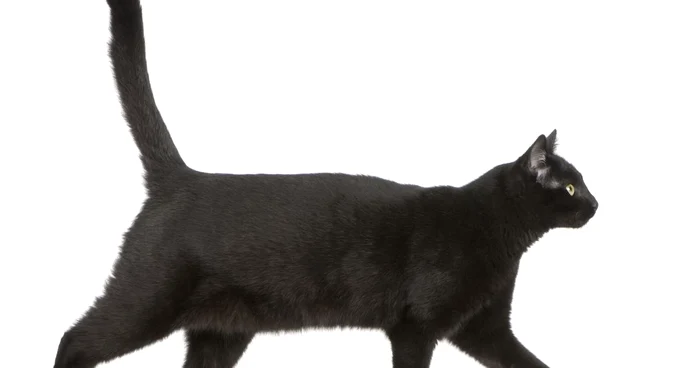 Logo-ul evenimentului este o pisică neagra FOTO Shutterstock