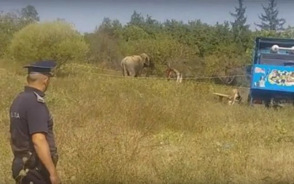 
    Pachidermul a fost capturat fără problemeFoto: gazetavalceana.ro  