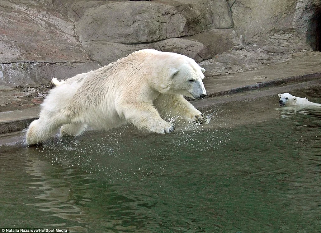 Ursoaica de la grădina zoo din Moscova îşi învaţă puii să înoate