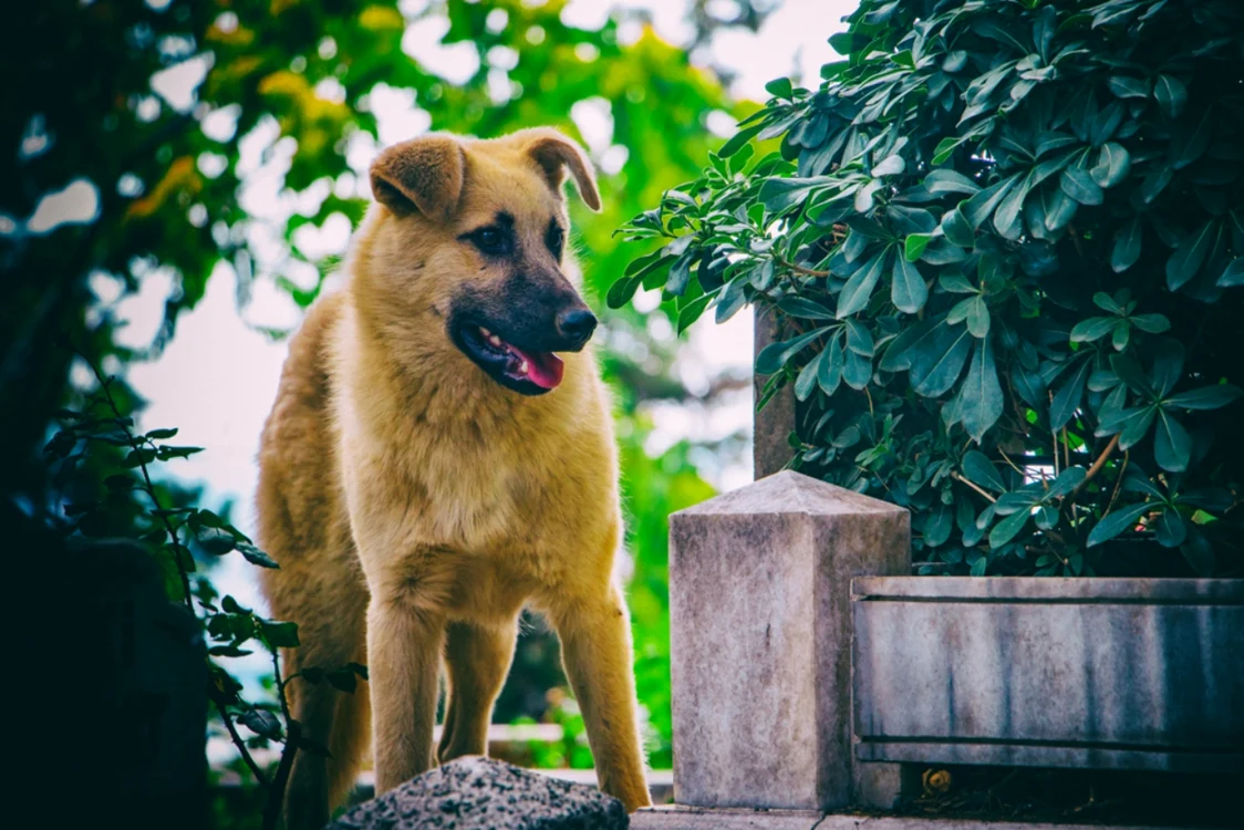 Câine / Foto: Shutterstock
