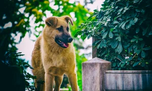 caine, foto shutterstock jpg