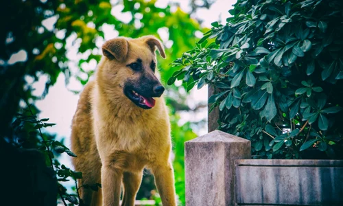 caine, foto shutterstock jpg