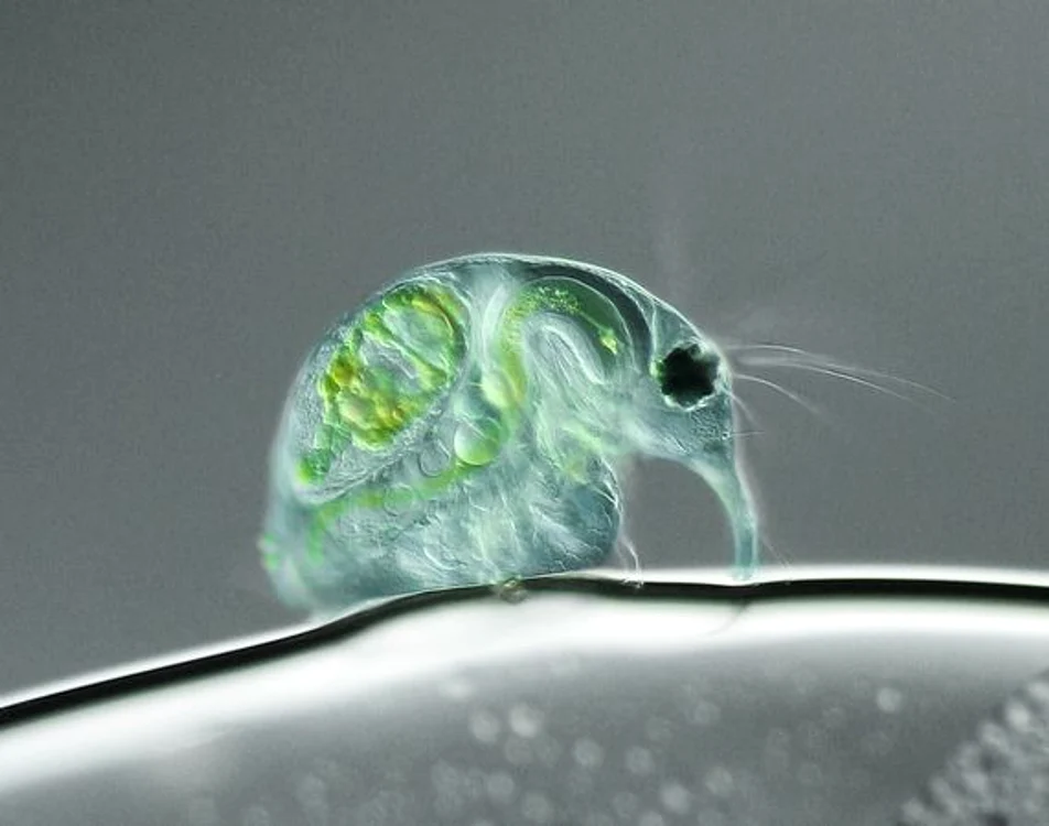 Top 10 microfotografii