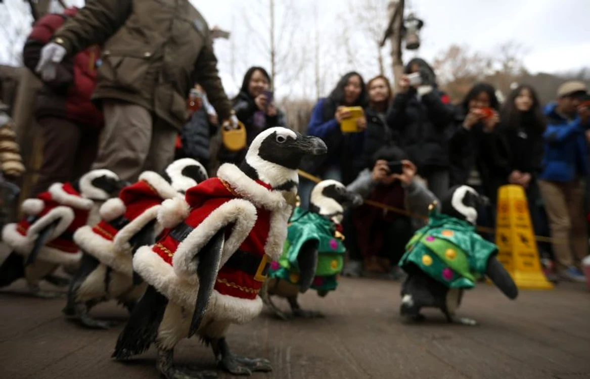 Pinguini de Craciun (Foto: Reuters)