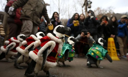 Pinguini de Craciun (Foto: Reuters) jpeg