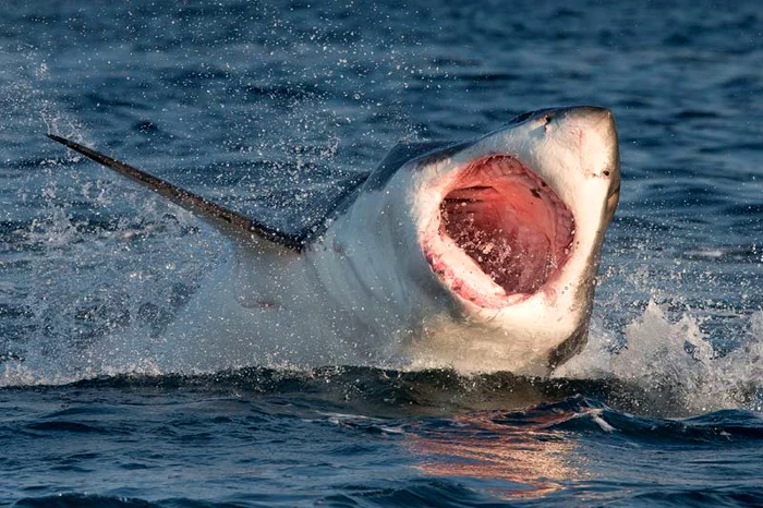 O focă deşteaptă scapă ca prin minune de rechinul înfometat (Foto: Caters)
