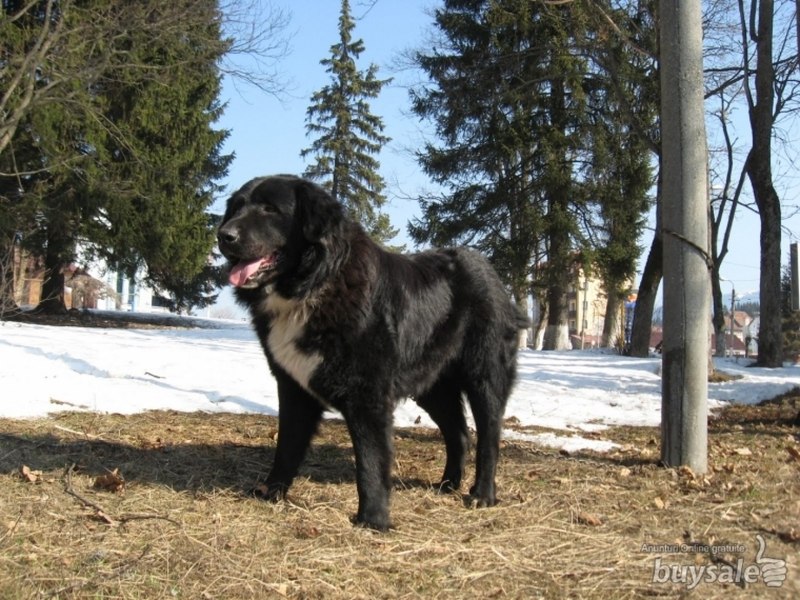 Gorjean de 61 de ani reținut sub acuzația de zoofilie. Victima este o cățea din rasa Ciobănesc Corb