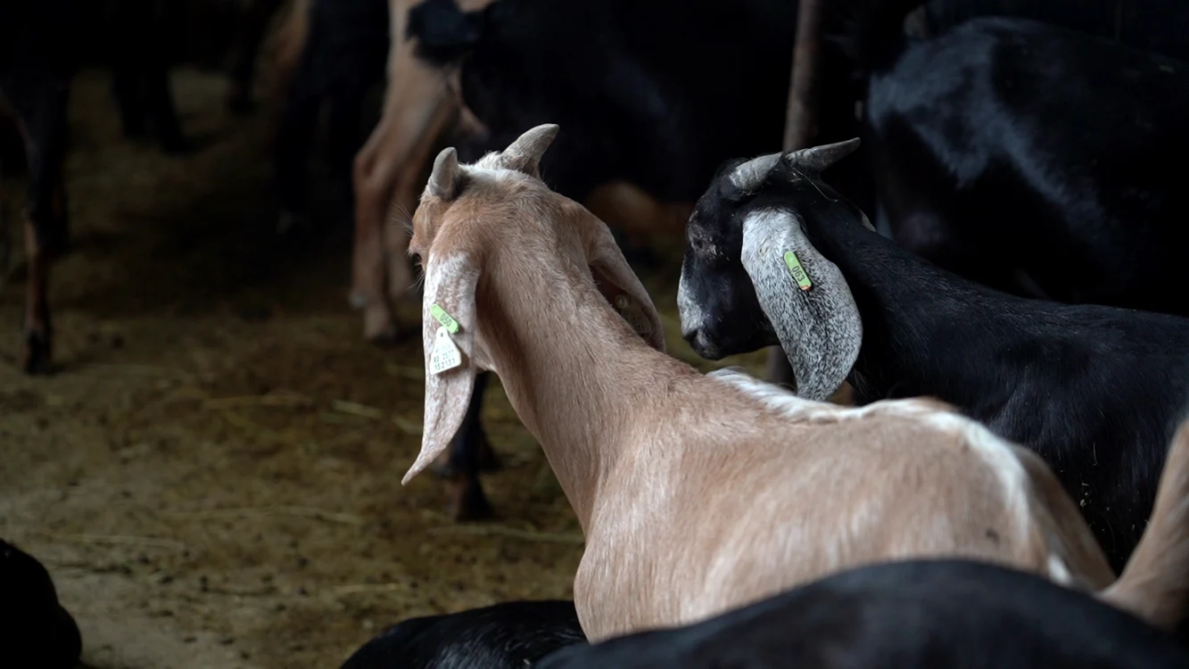 O nouă specie de capre este dezvoltată în România