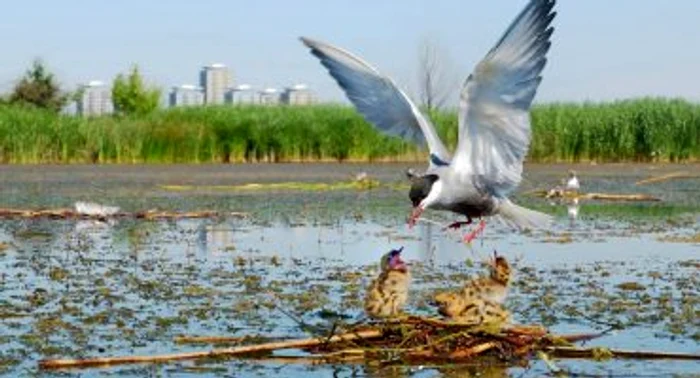 
    În rezervația din inima Capitalei trăiesc 95 de specii de păsări  