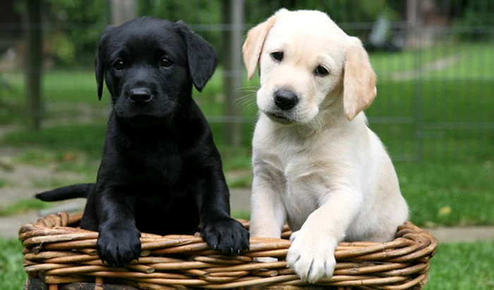 labrador jpg jpeg