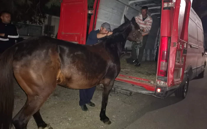 Animalul a fost preluat de Asociația „Măriuța” FOTO: Facebook Asociația „Măriuța”