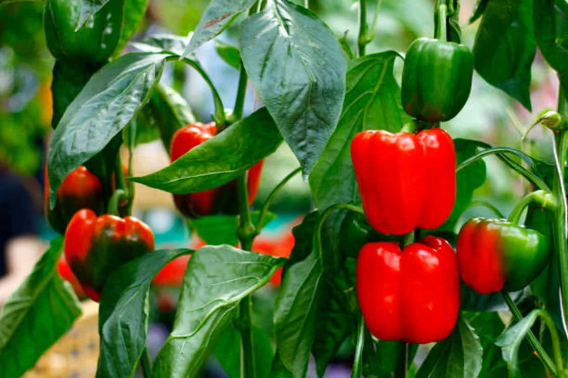 Ardeii sunt foarte ușor de cultivat / foto: IStock