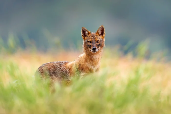 Un şacal a ucis mai multe oi. FOTO Shutterstock