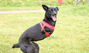 catelul roo12121212 0 jpeg