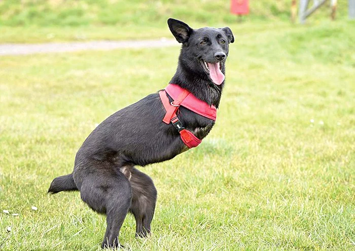 
    După un an, miracolul  s-a produs şi Roo  a învăţat să meargă  în două labe,  ţopăind mai mult  ca un cangur   
