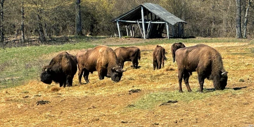 „Țarcul de joacă” al zimbrilor de la „Neagra” - Bucșani. FOTO Daniel Dumbravă