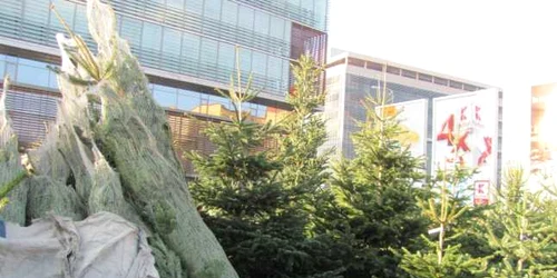 Brazi în pieţele din Timişoara FOTO Ştefan Both