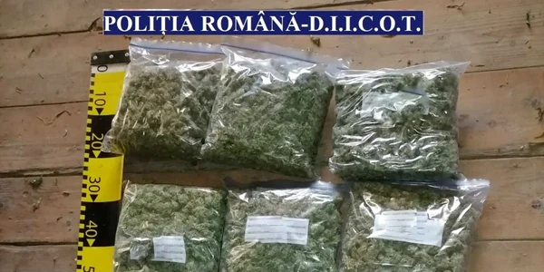 plantatie cannabis bacau 2