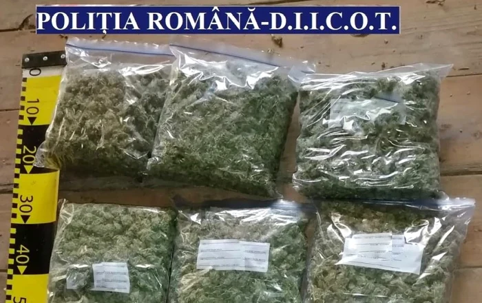 Canabisul era trimis din Spania în colete FOTO Poliția Română