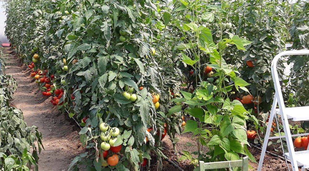 Grădinărit. Mic îndreptar pentru începători: sol, apă, soare și dăunători FOTO