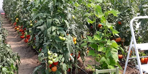 „Grădină dintre vii” din zona Drăgășani Vâlcea Foto Arhivă grădinari Vâlcea