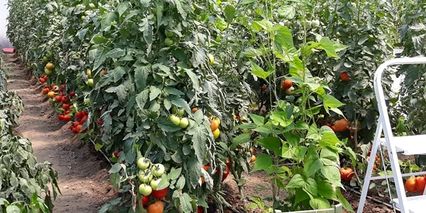 „Grădină dintre vii” din zona Drăgășani Vâlcea Foto Arhivă grădinari Vâlcea