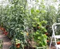 „Grădină dintre vii” din zona Drăgășani Vâlcea Foto Arhivă grădinari Vâlcea