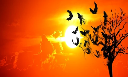 1 80485 original jpg jpeg