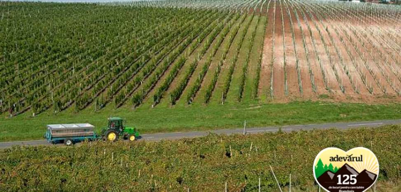 Călătoria începe de pe podgoriile Recaşului Foto: Constantin Duma