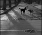86 Bucarest   Les chiens 2 jpg